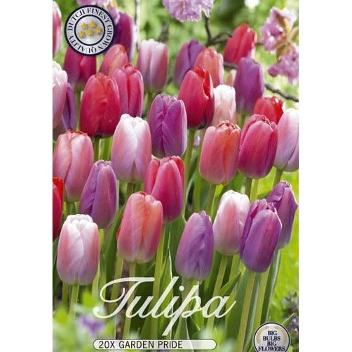 Tulpan Garden Pride 20-pack